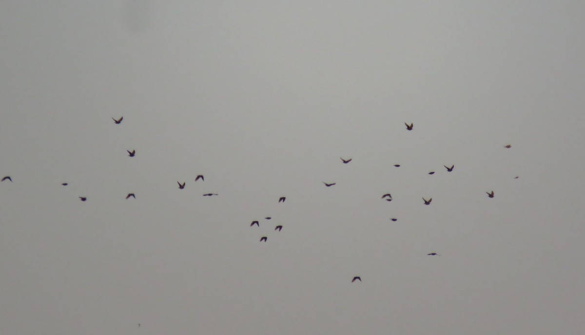 Einfarbstar - ML644423733