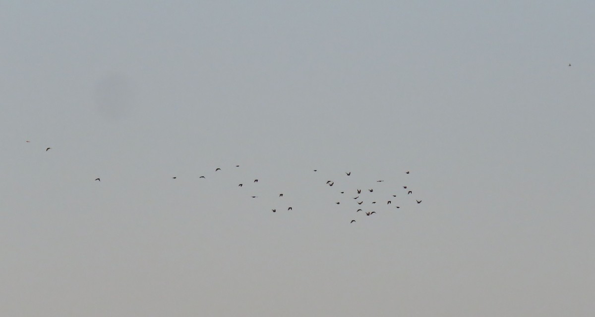 Einfarbstar - ML644423734