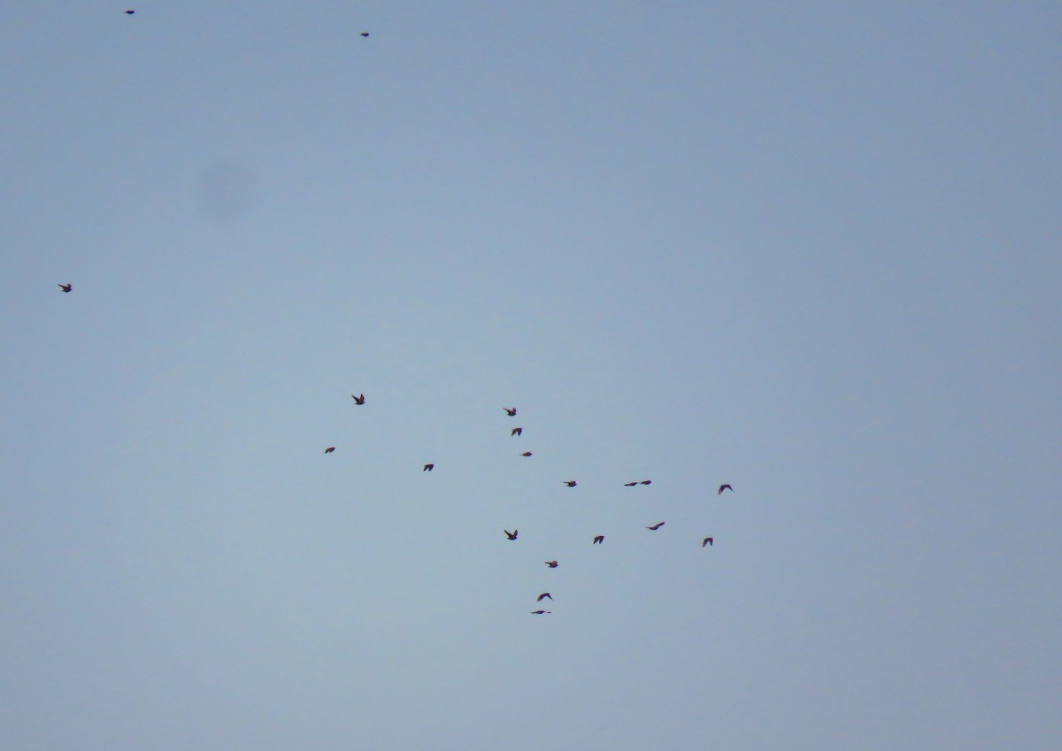 Einfarbstar - ML644423735