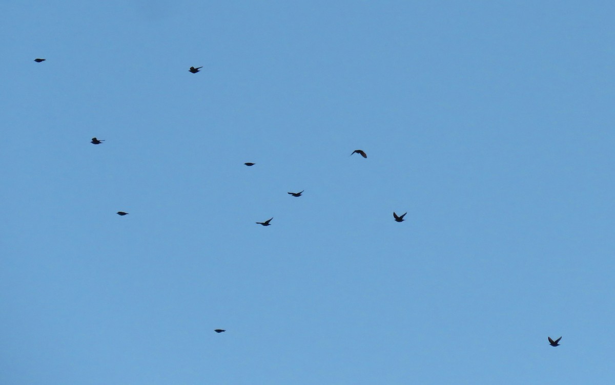 Einfarbstar - ML644423736