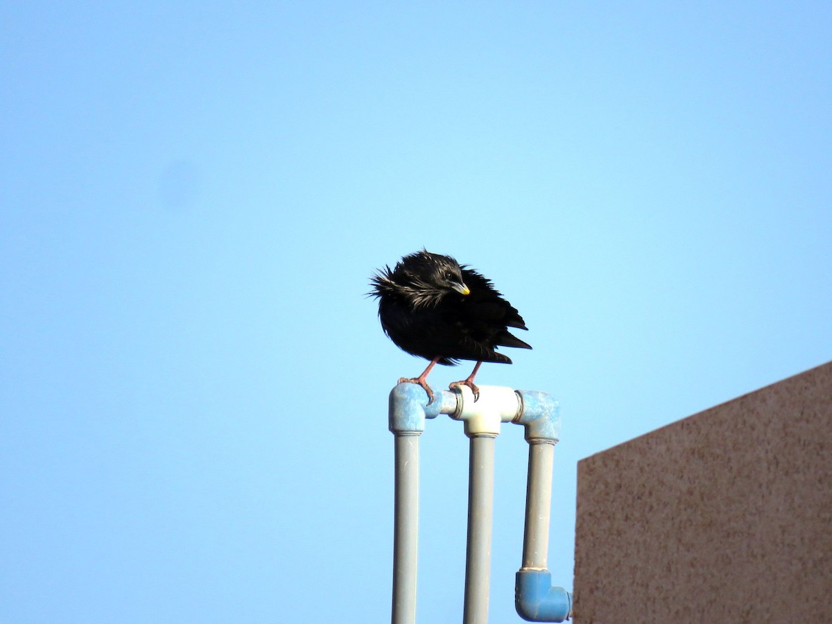 Einfarbstar - ML644423737