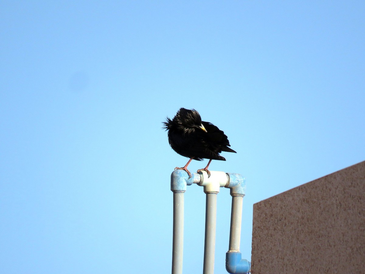 Einfarbstar - ML644423738