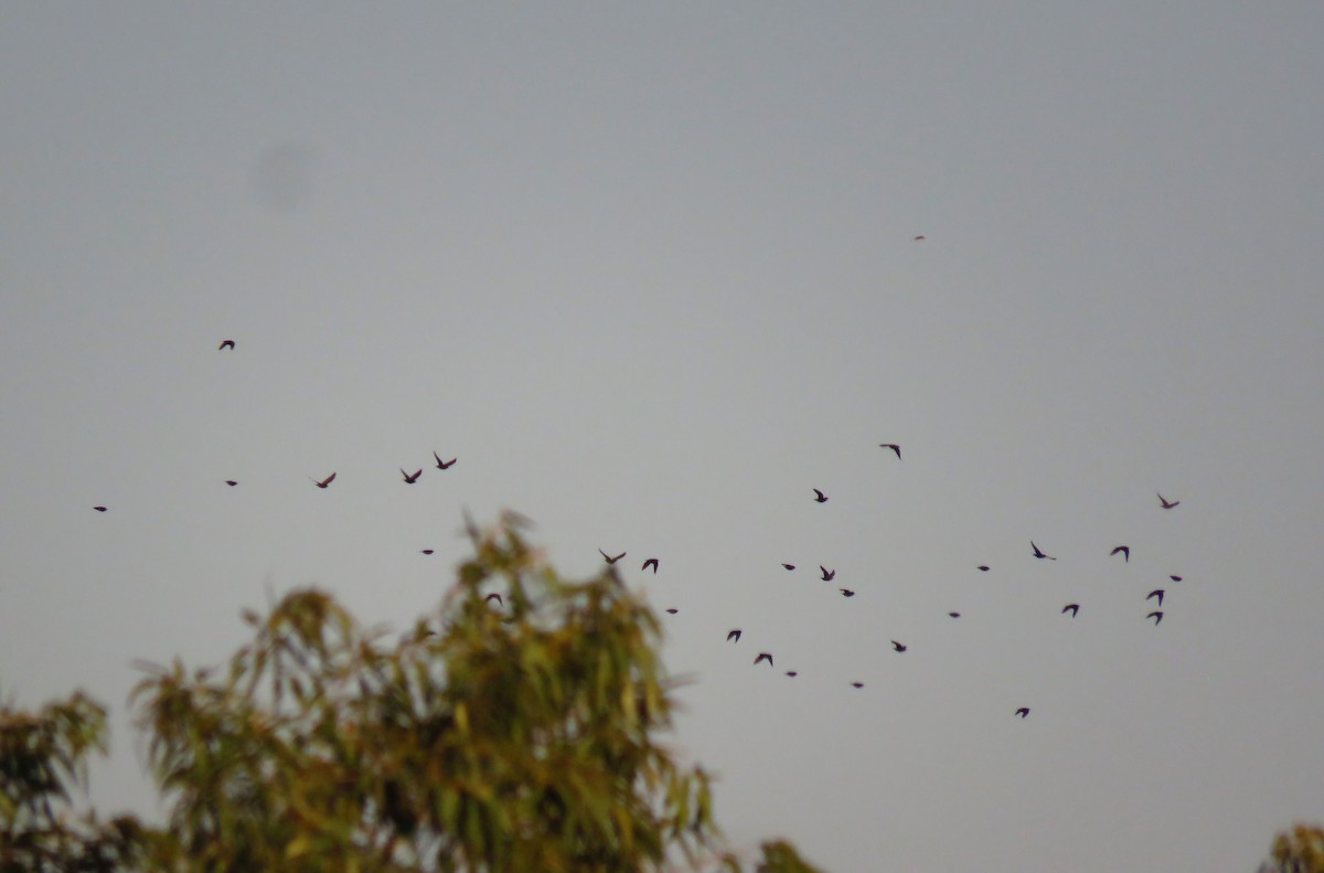 Einfarbstar - ML644423739