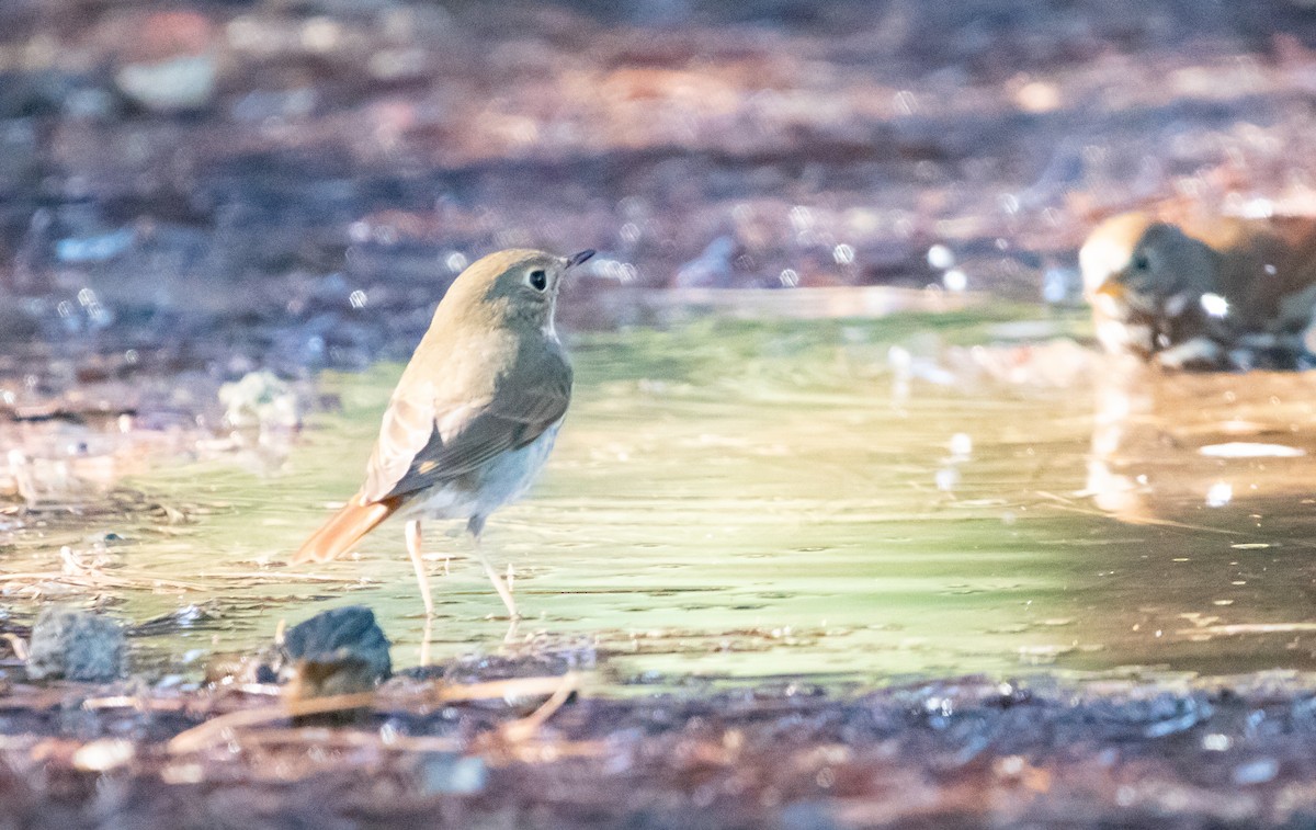 Hermit Thrush - ML644423761