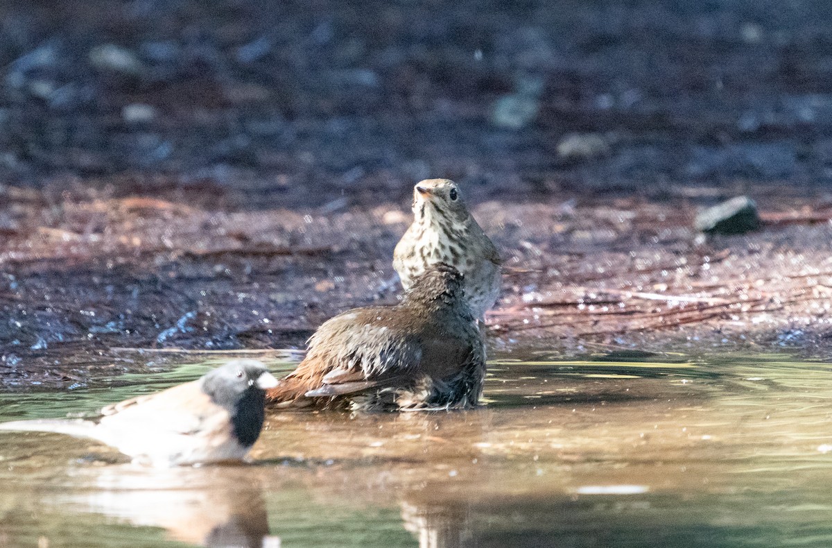 Hermit Thrush - ML644423762