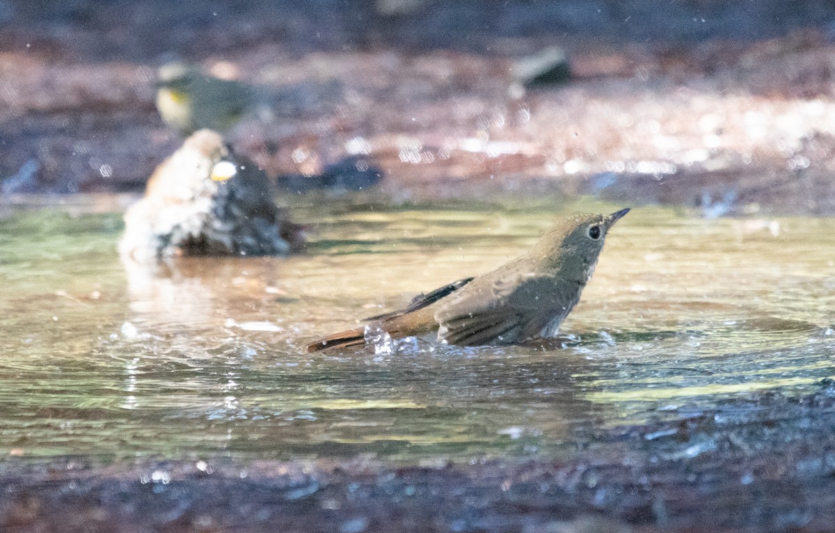 Hermit Thrush - ML644423763