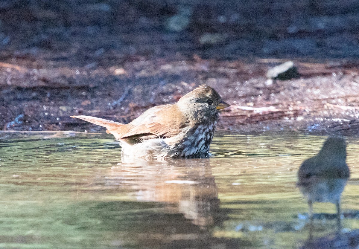 Fox Sparrow - ML644423779