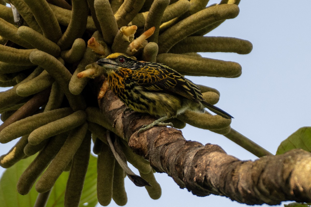Gilded Barbet - ML644423788