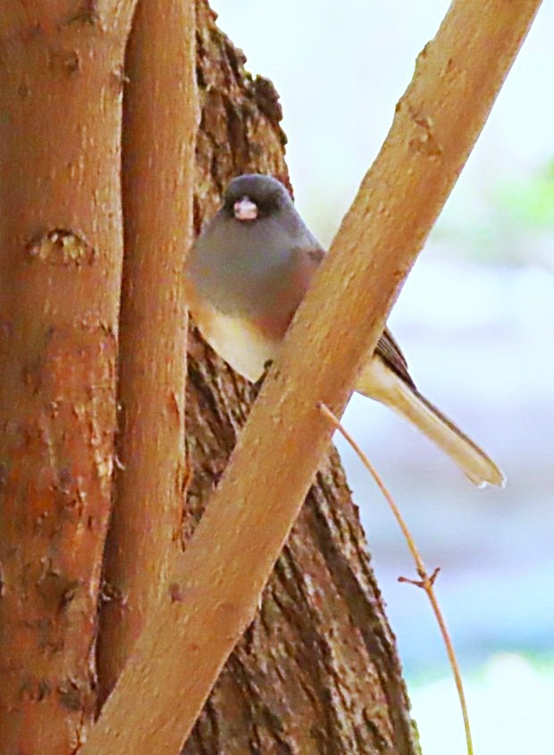 Dark-eyed Junco (Pink-sided) - ML644423791