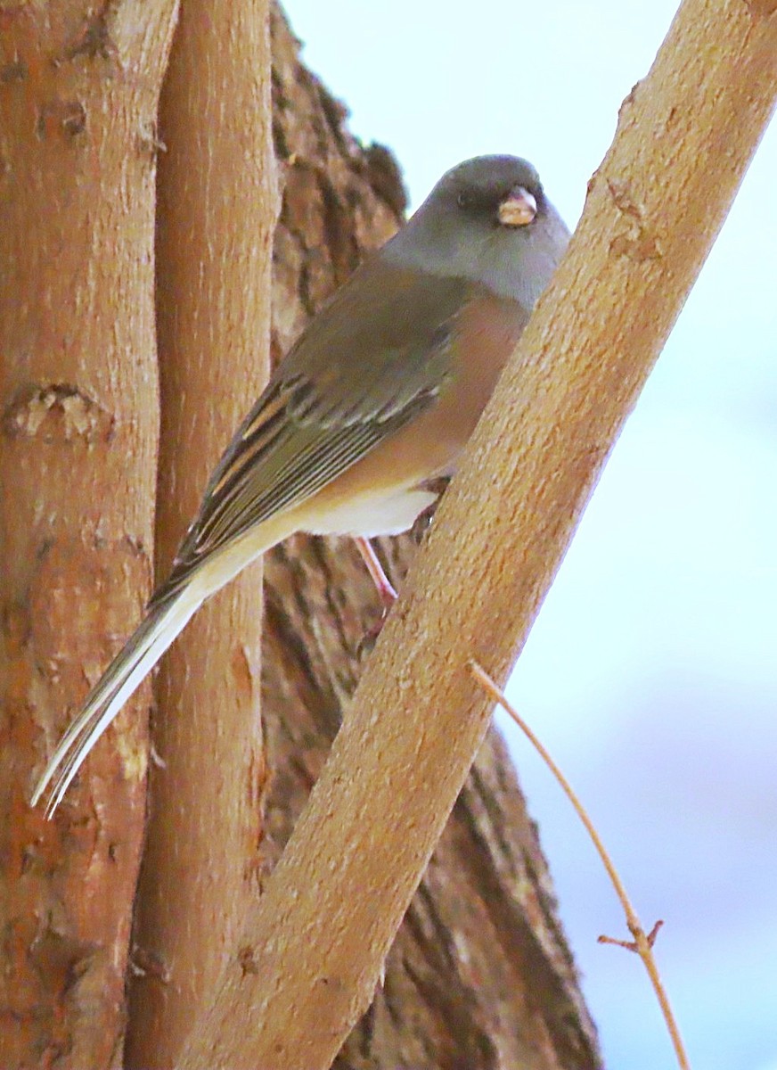 Dark-eyed Junco (Pink-sided) - ML644423792