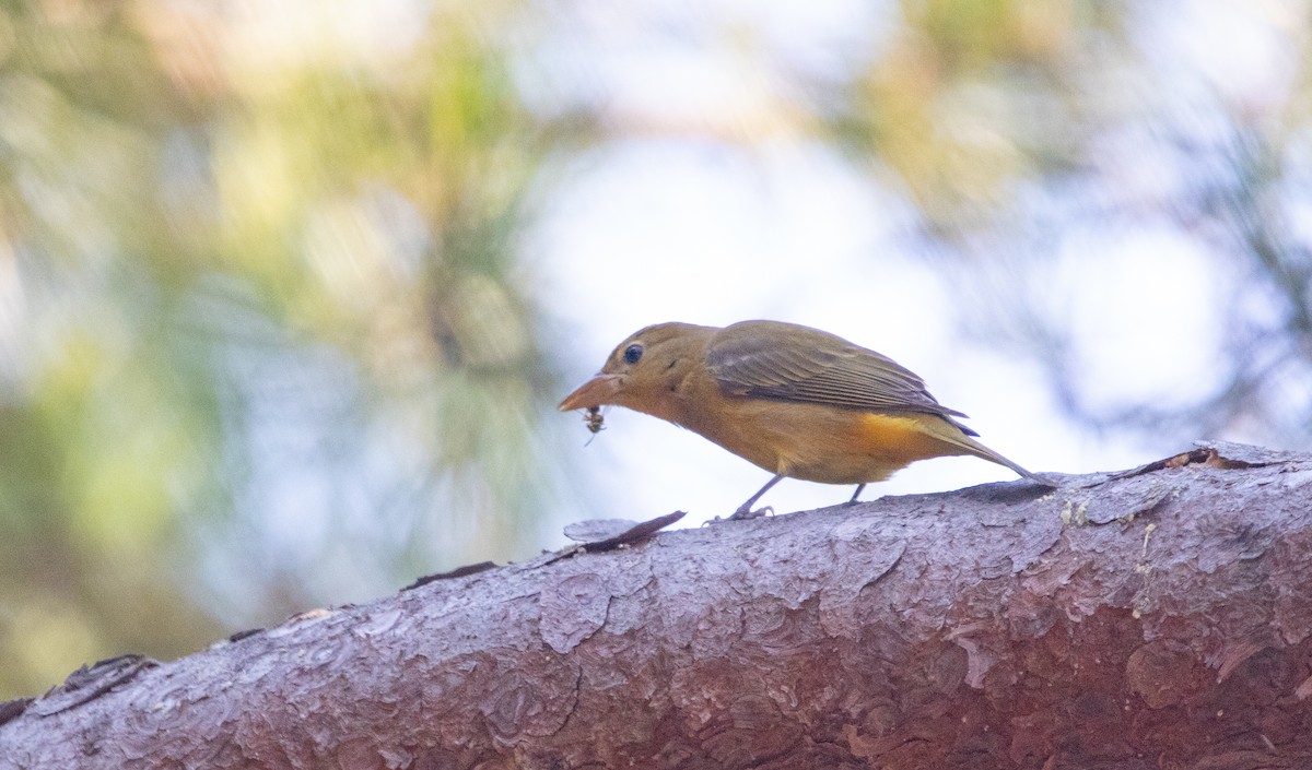 Summer Tanager - ML644423797