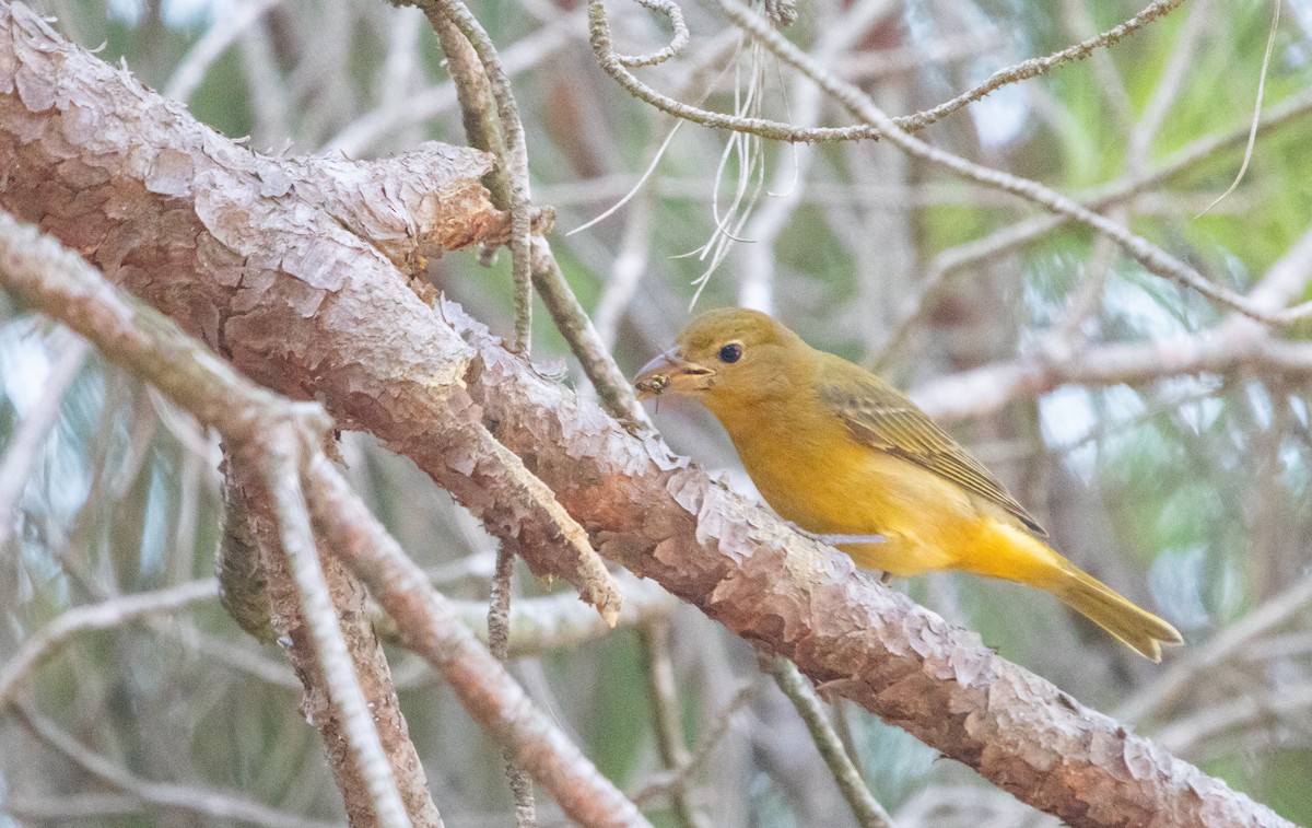 Summer Tanager - ML644423798