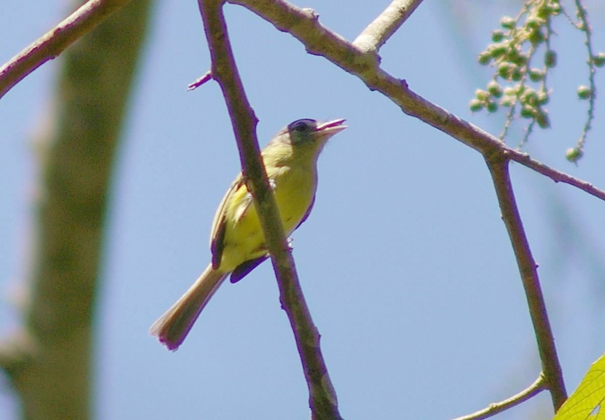 Yellow-olive Flatbill - ML64442381