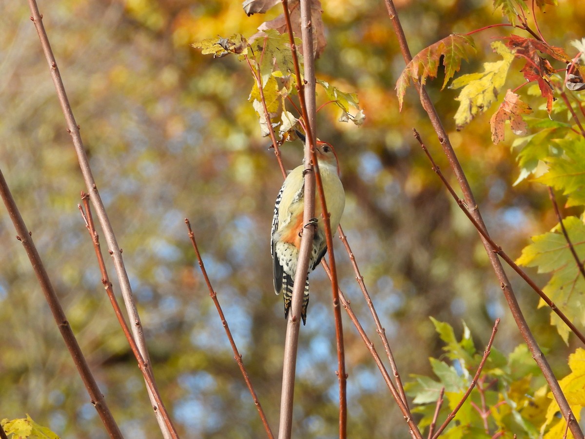 Red-bellied Woodpecker - ML644423811