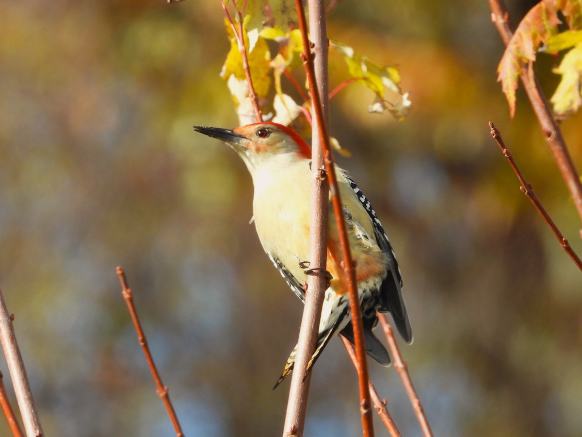 Red-bellied Woodpecker - ML644423812