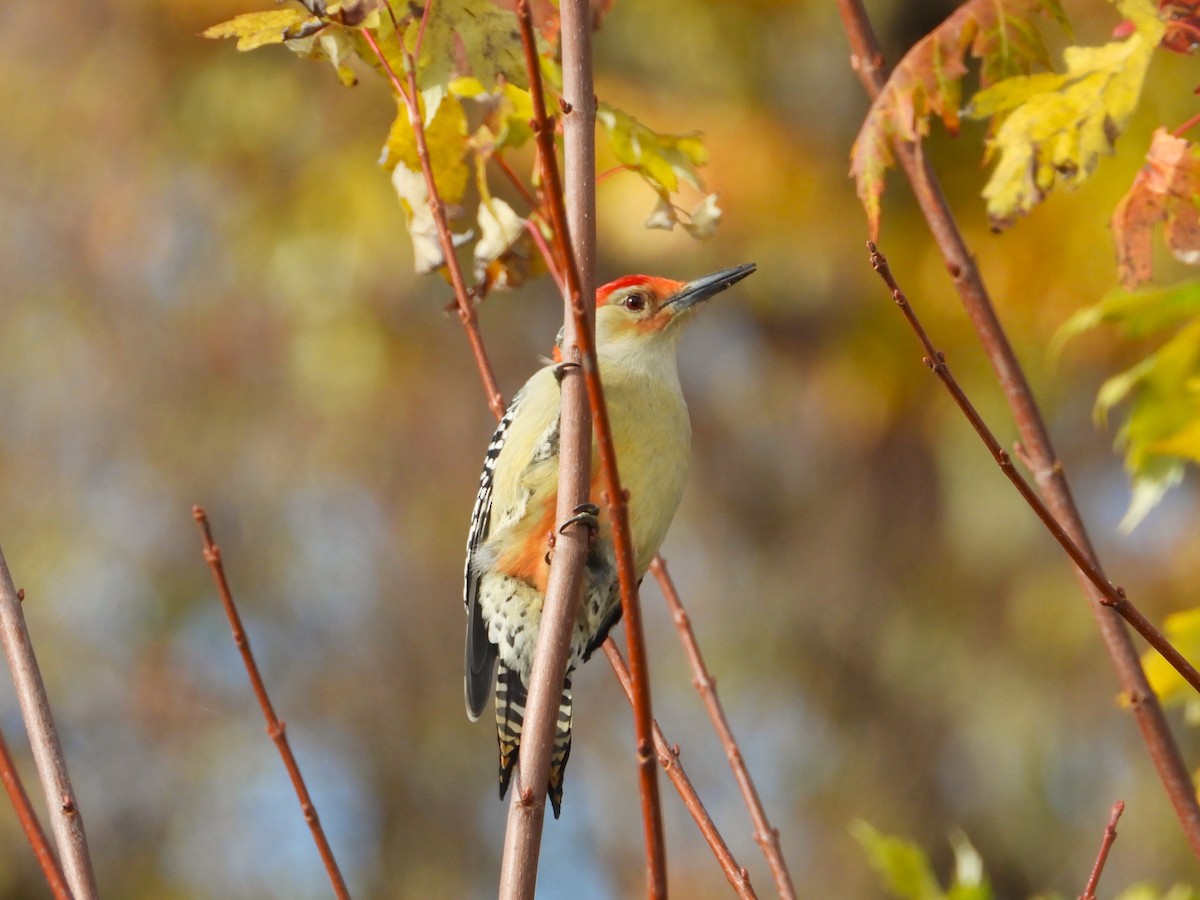 Red-bellied Woodpecker - ML644423813