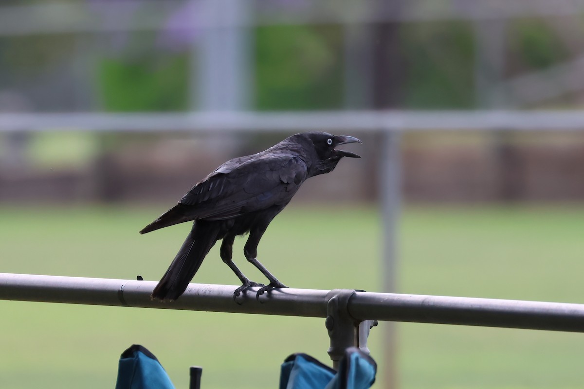 Torresian Crow - ML644423814