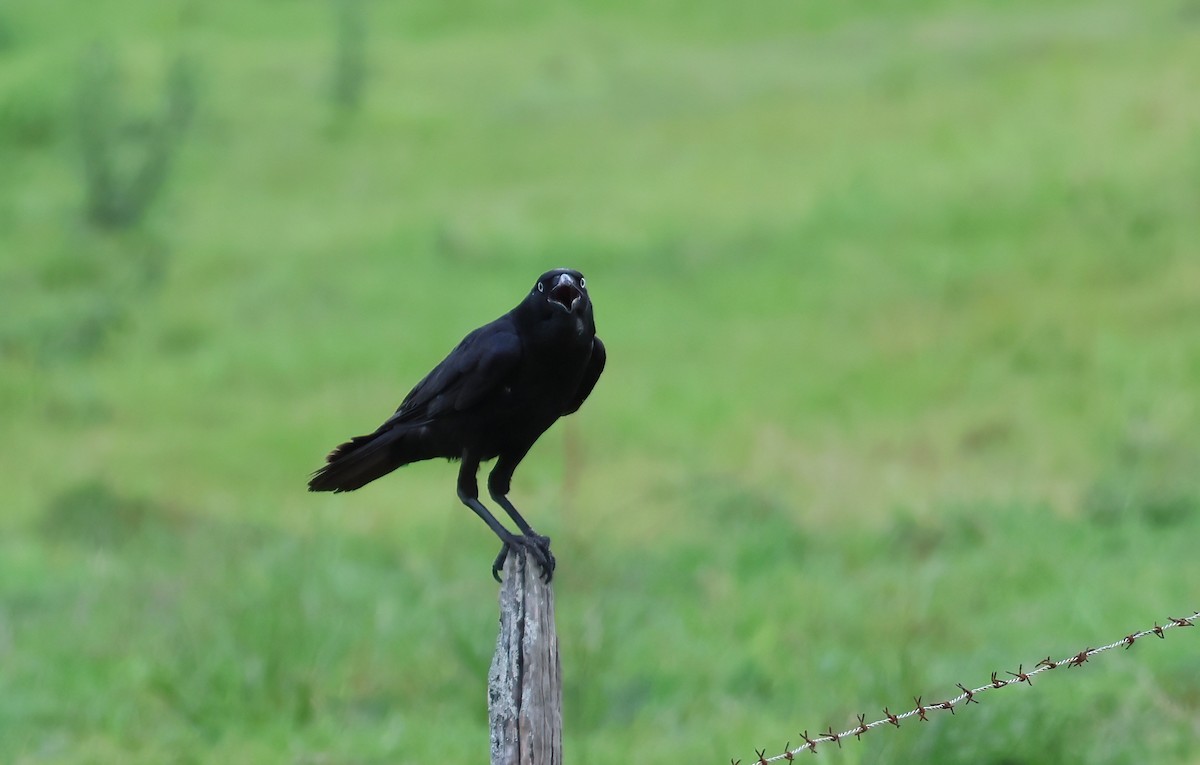 Torresian Crow - ML644423815