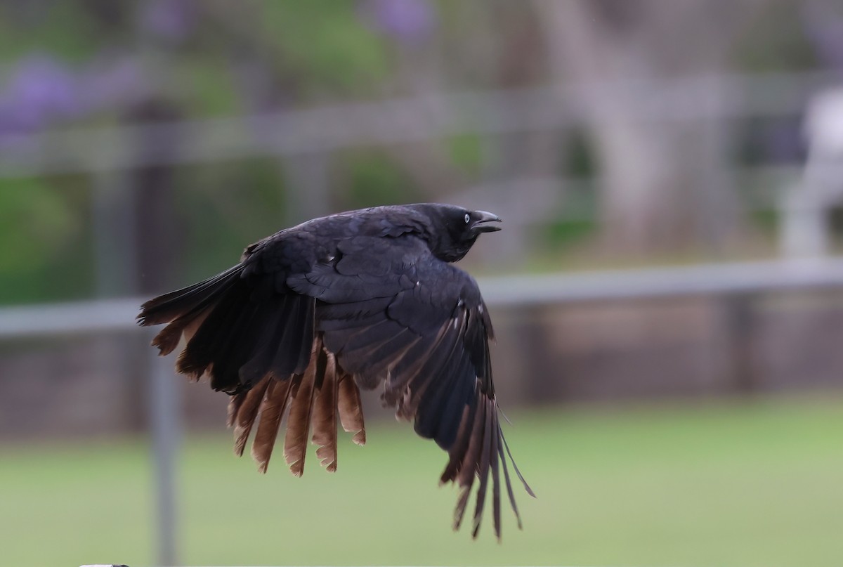 Torresian Crow - ML644423816