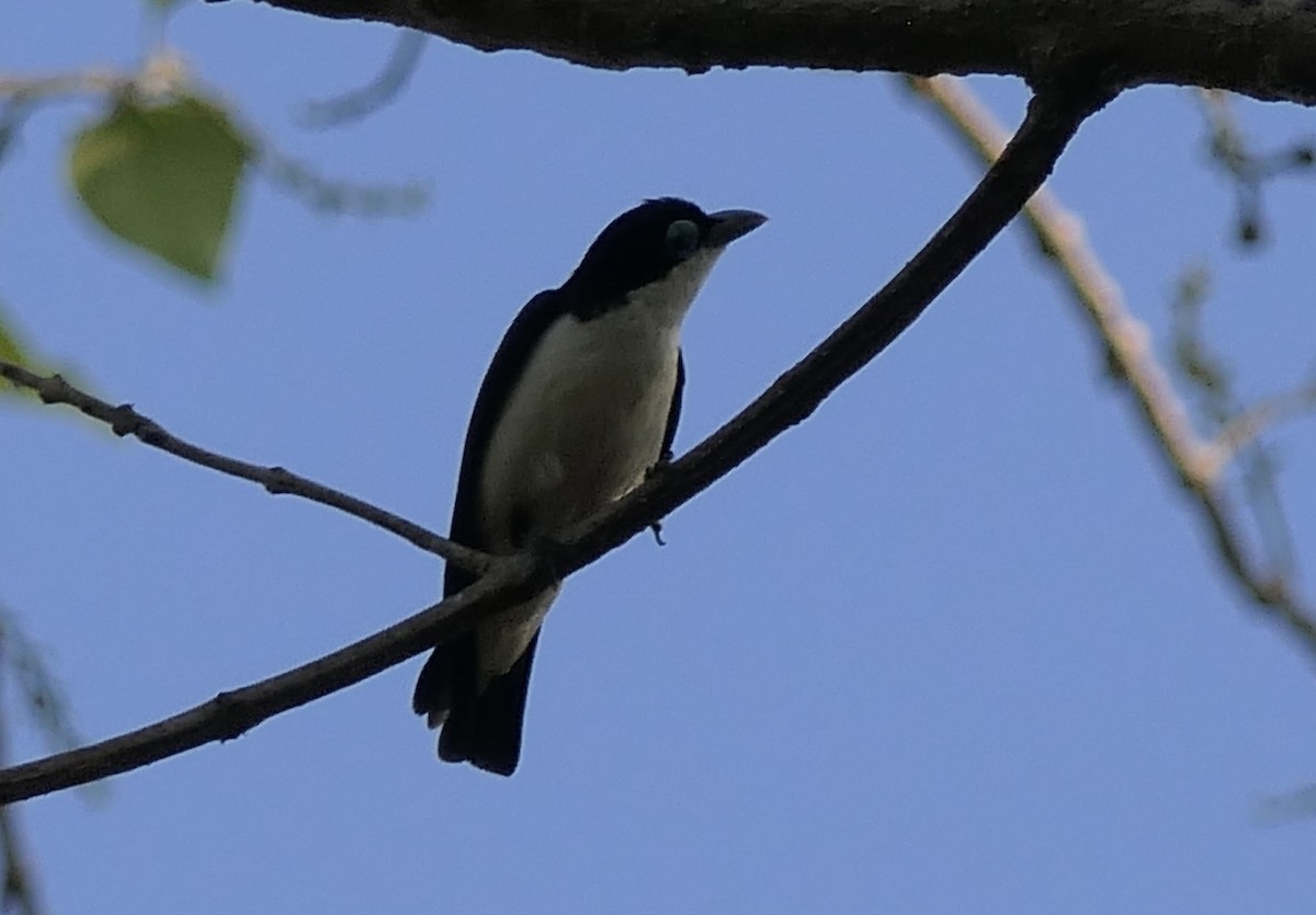 Artamie chabert (chabert) - ML644423820