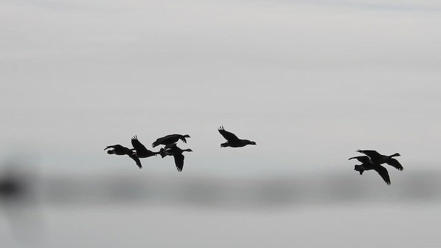 Canada Goose (occidentalis/fulva) - ML644423821