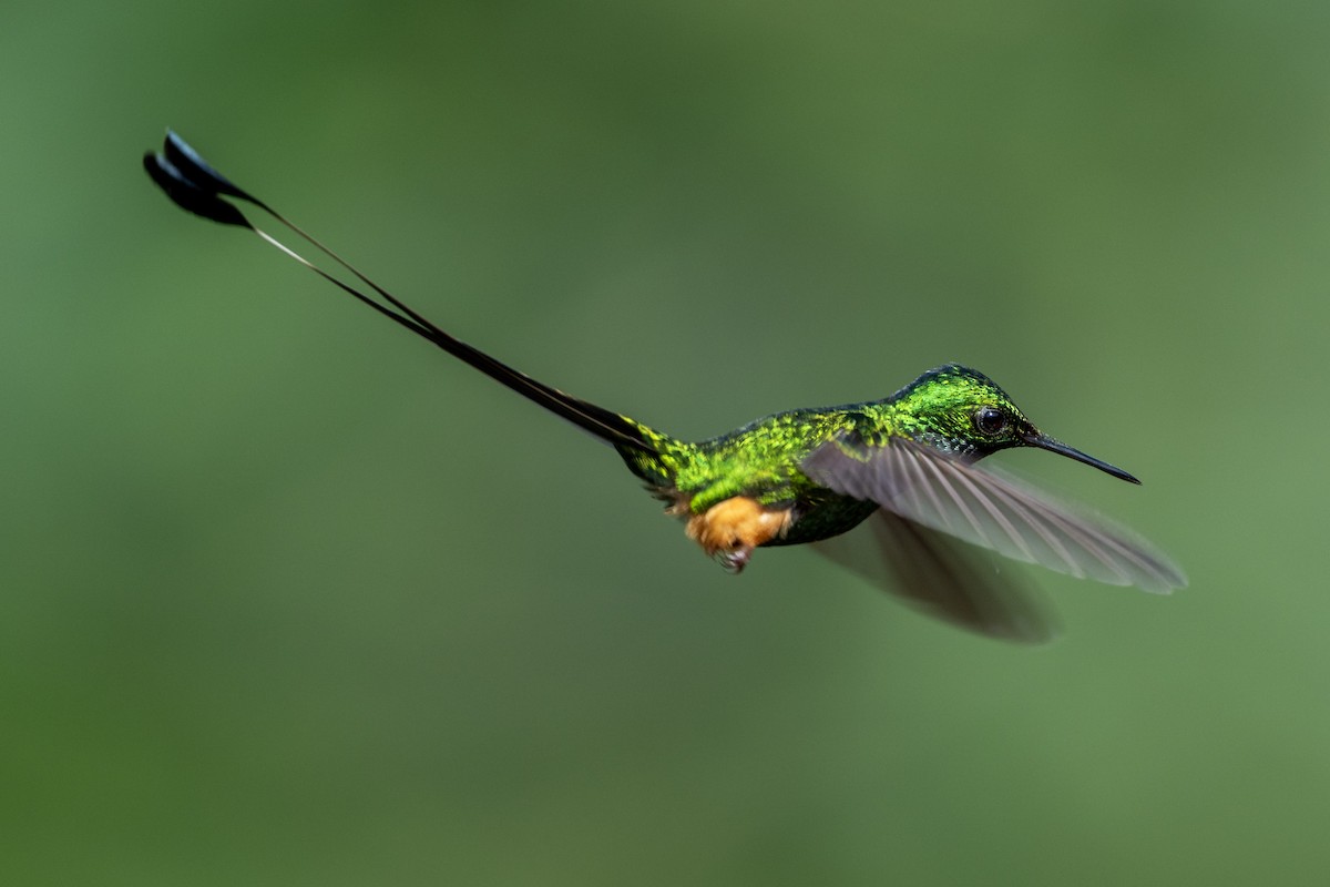 Peruvian Racket-tail - ML644423822