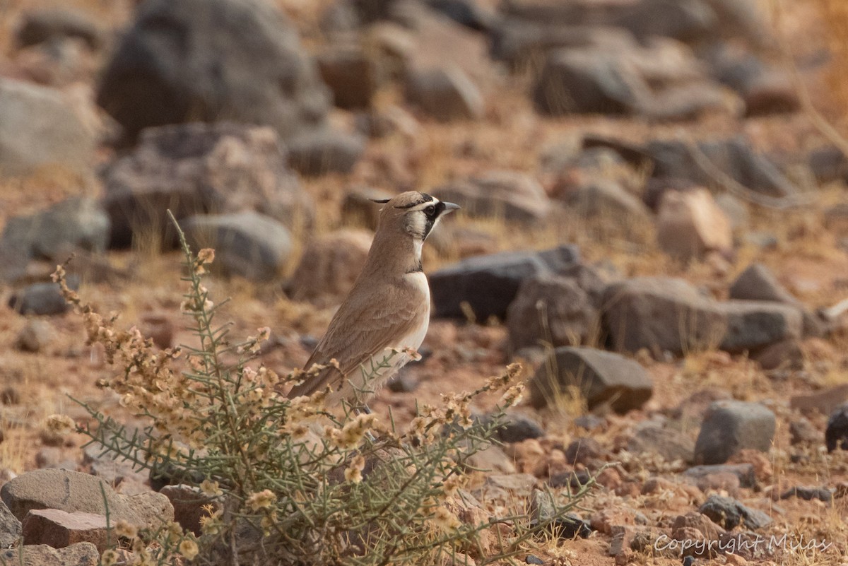 Temminck's Lark - ML644423828