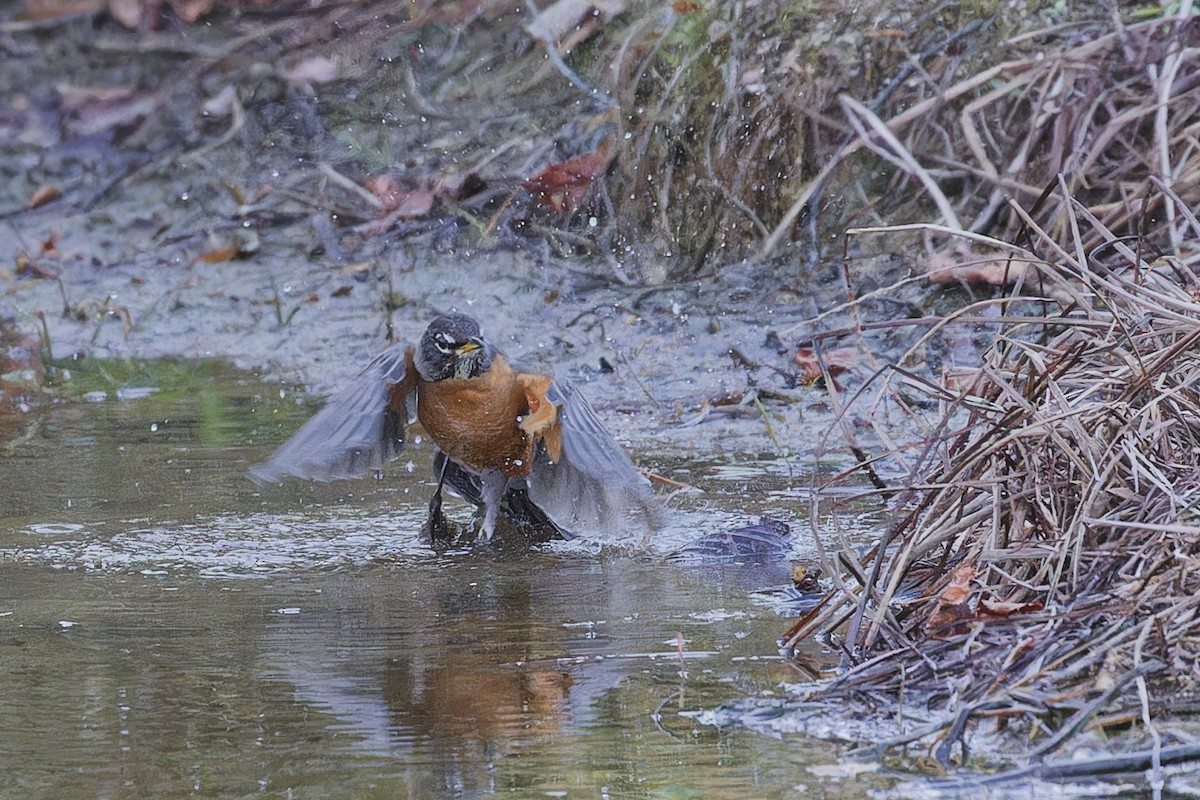 American Robin - ML644423843
