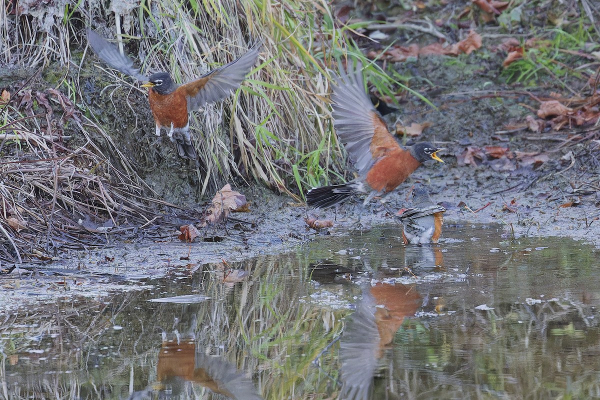 American Robin - ML644423844