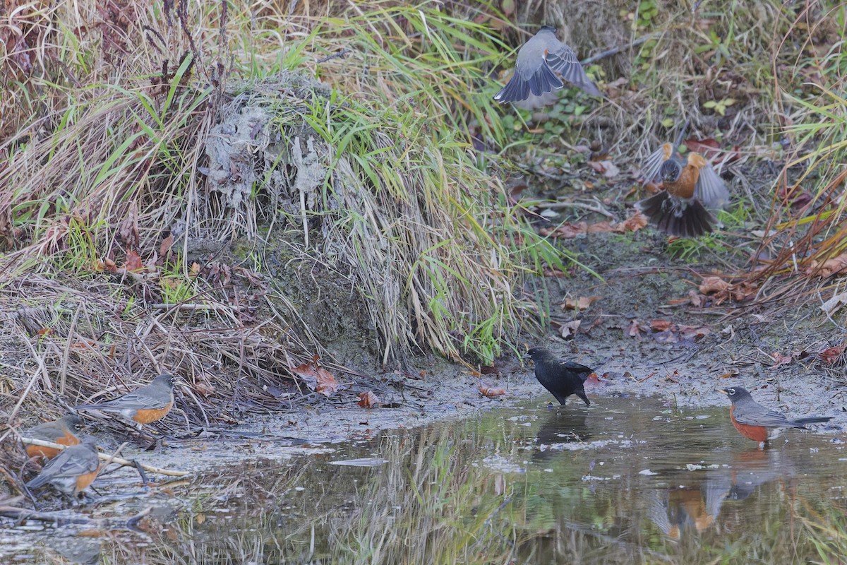 American Robin - ML644423846