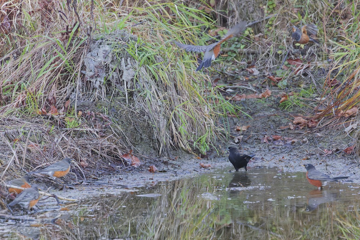 American Robin - ML644423847