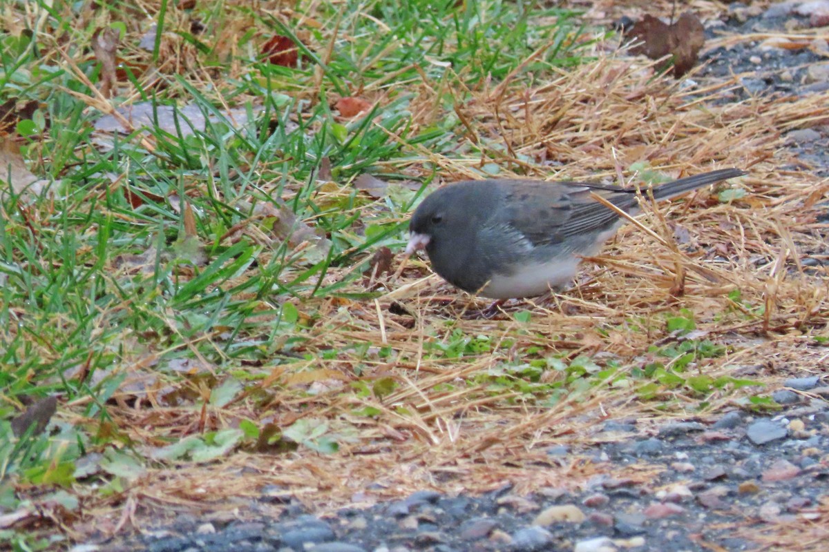 Dark-eyed Junco - ML644423850