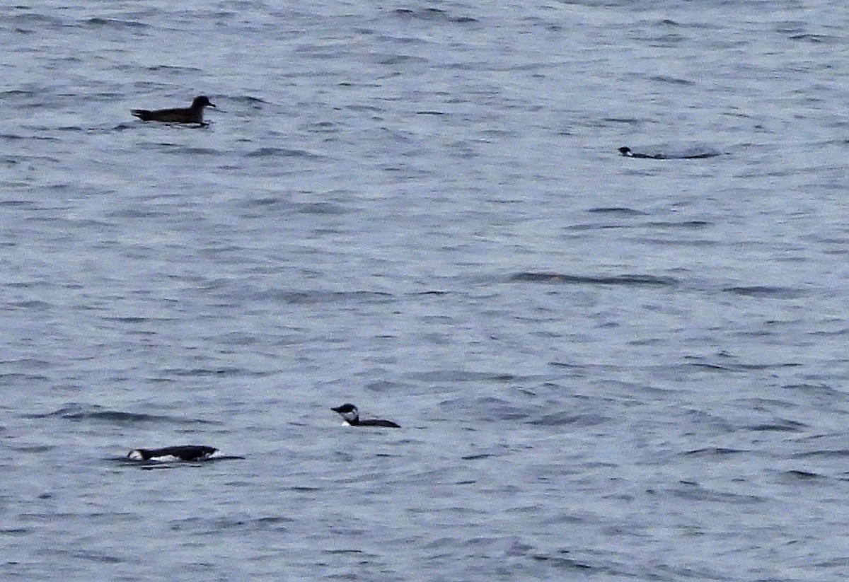 Кайра тонкодзьоба - ML644423852