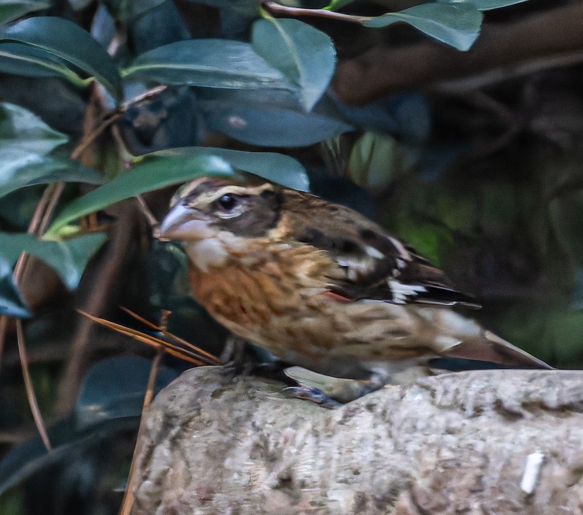 rosenbrysttykknebb - ML644423857