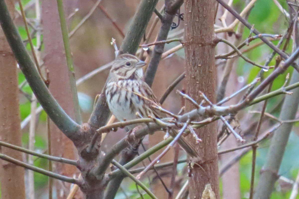 Song Sparrow - ML644423858