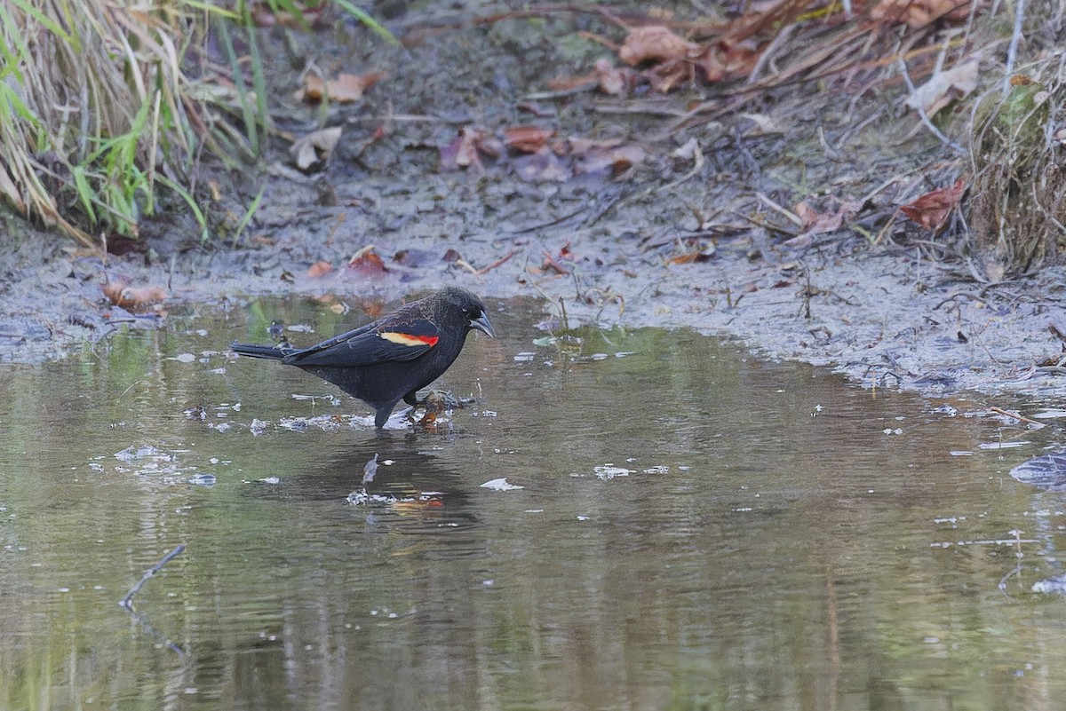 Red-winged Blackbird - ML644423859