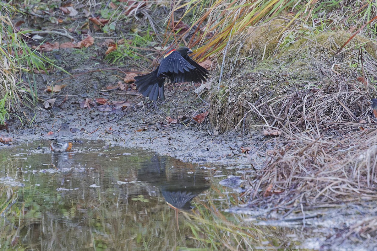 Red-winged Blackbird - ML644423860