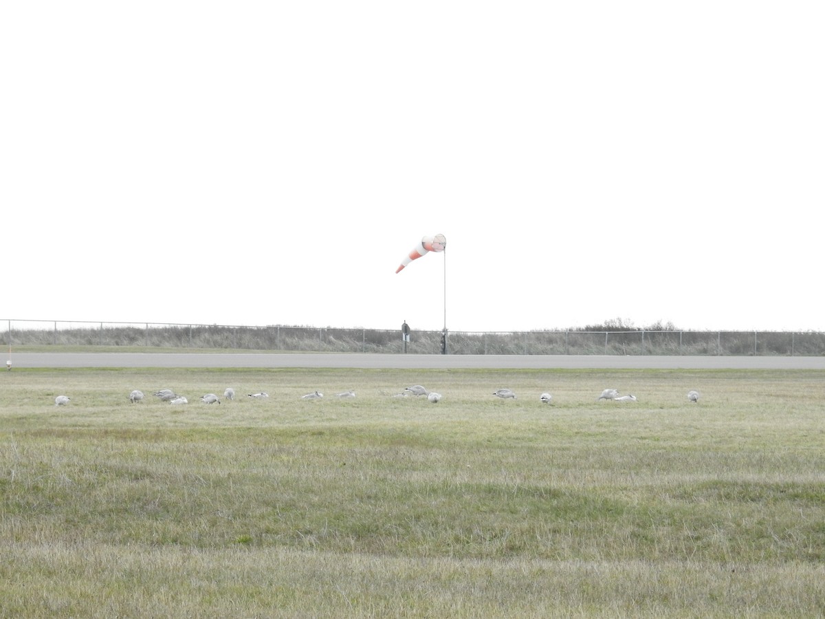 Oca delle nevi - ML644423864