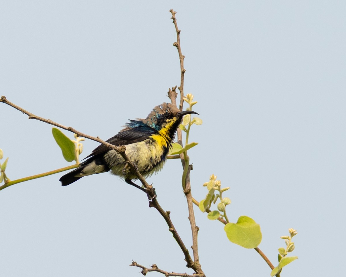 Purple Sunbird - ML644423865