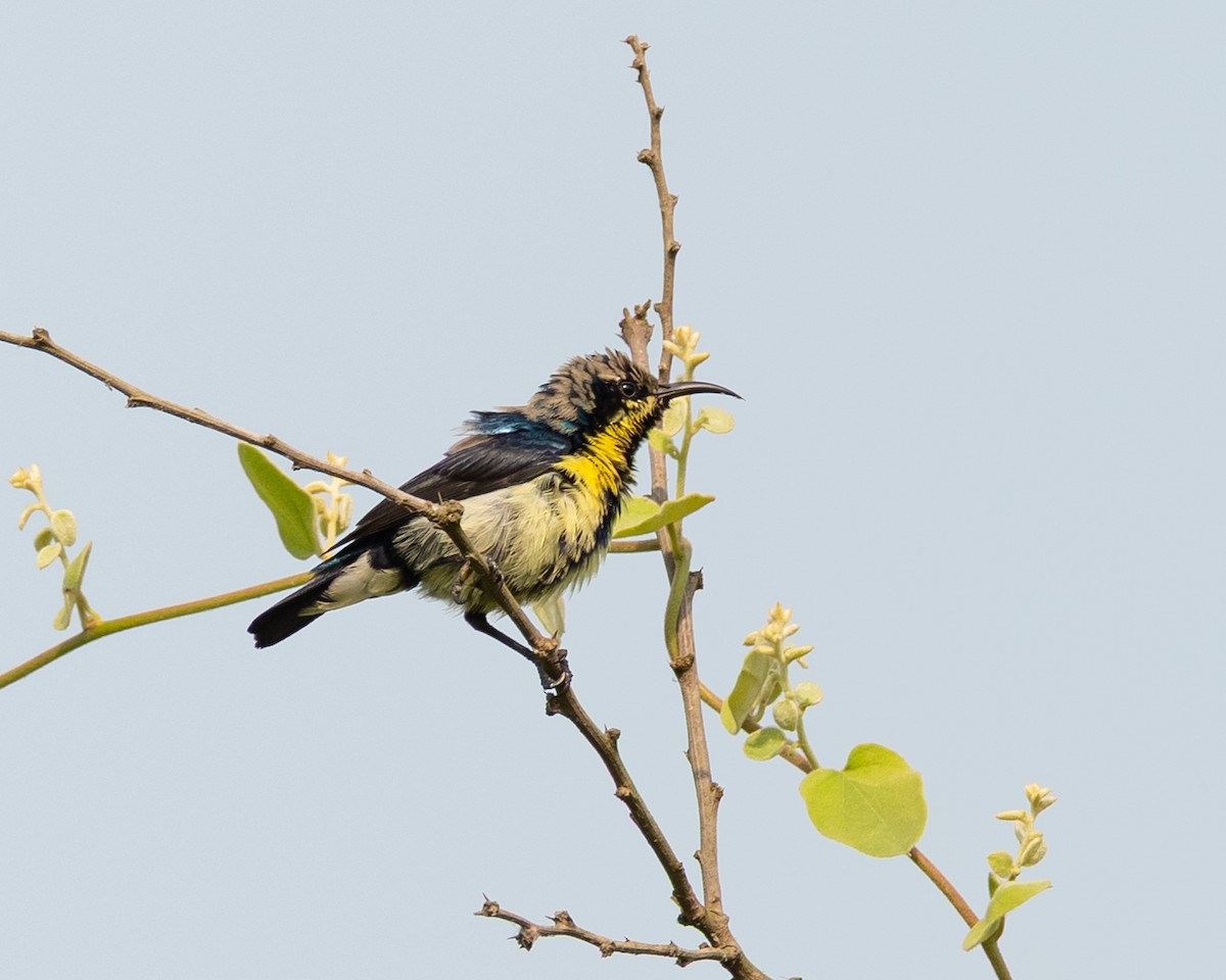 Purple Sunbird - ML644423866