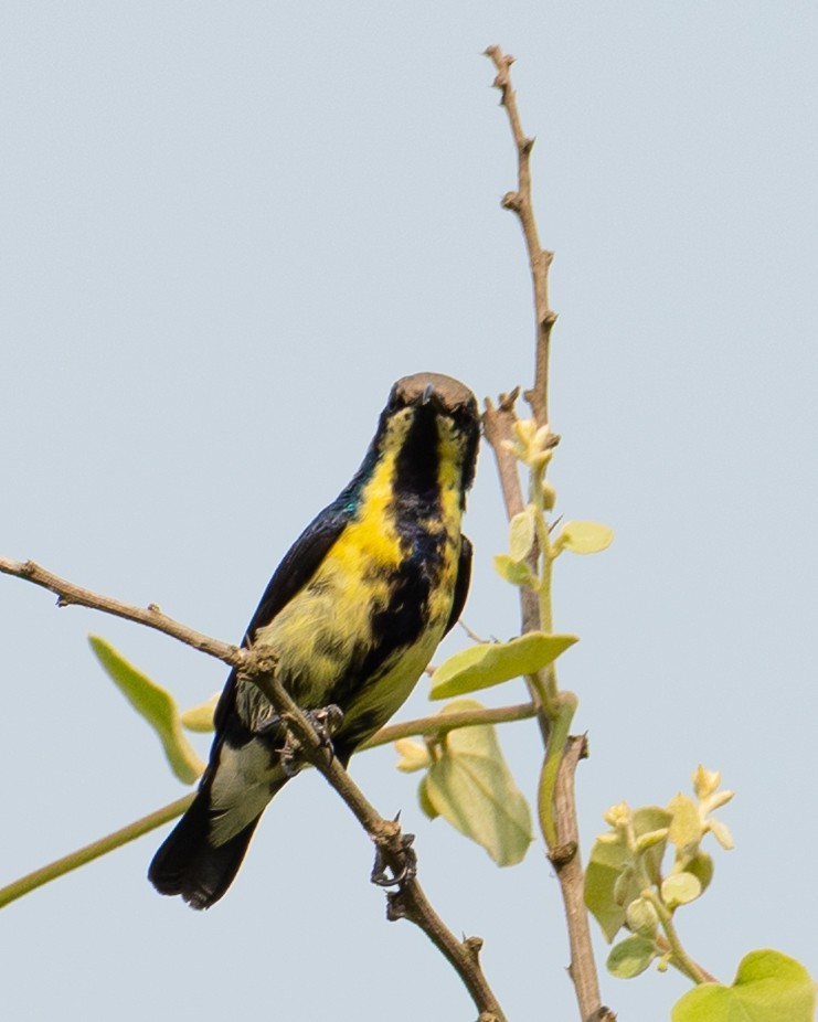 Purple Sunbird - ML644423867