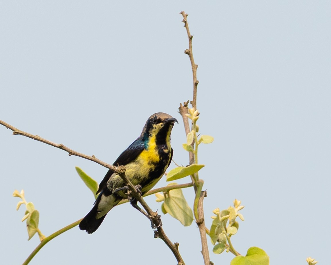 Purple Sunbird - ML644423868