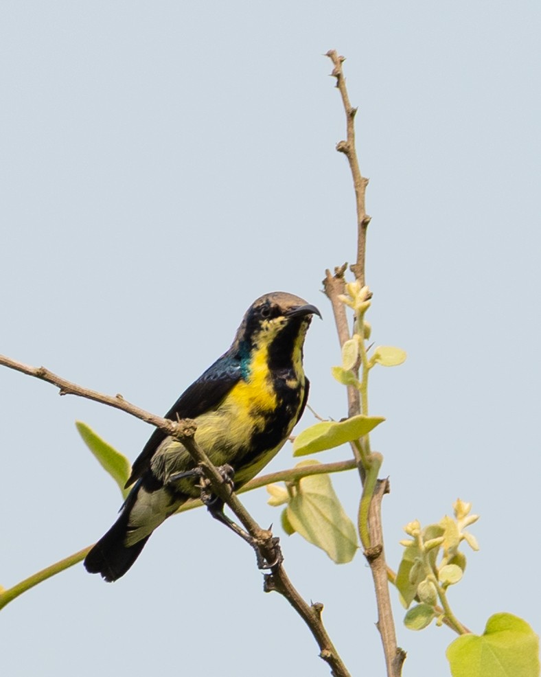 Purple Sunbird - ML644423869