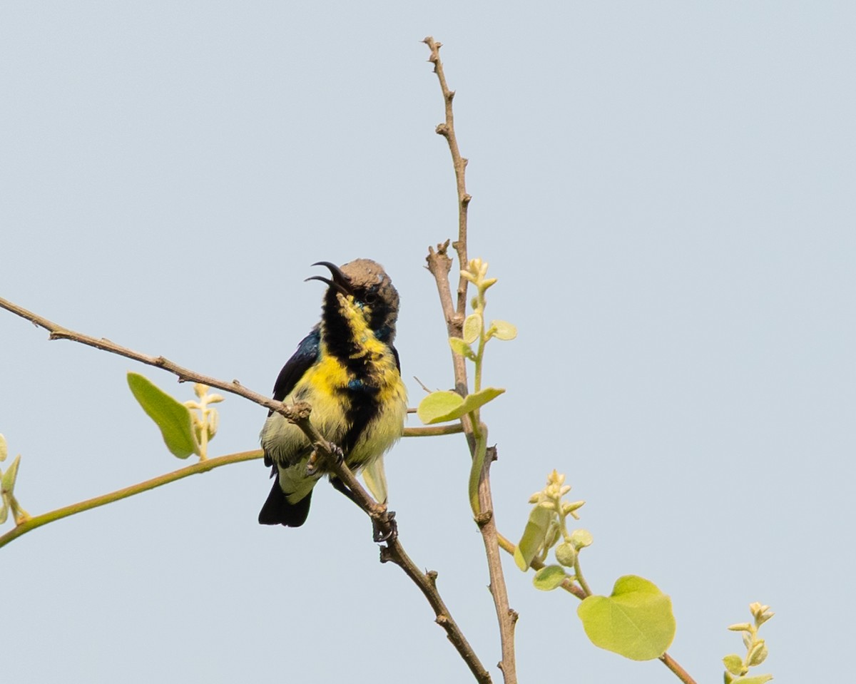 Purple Sunbird - ML644423870