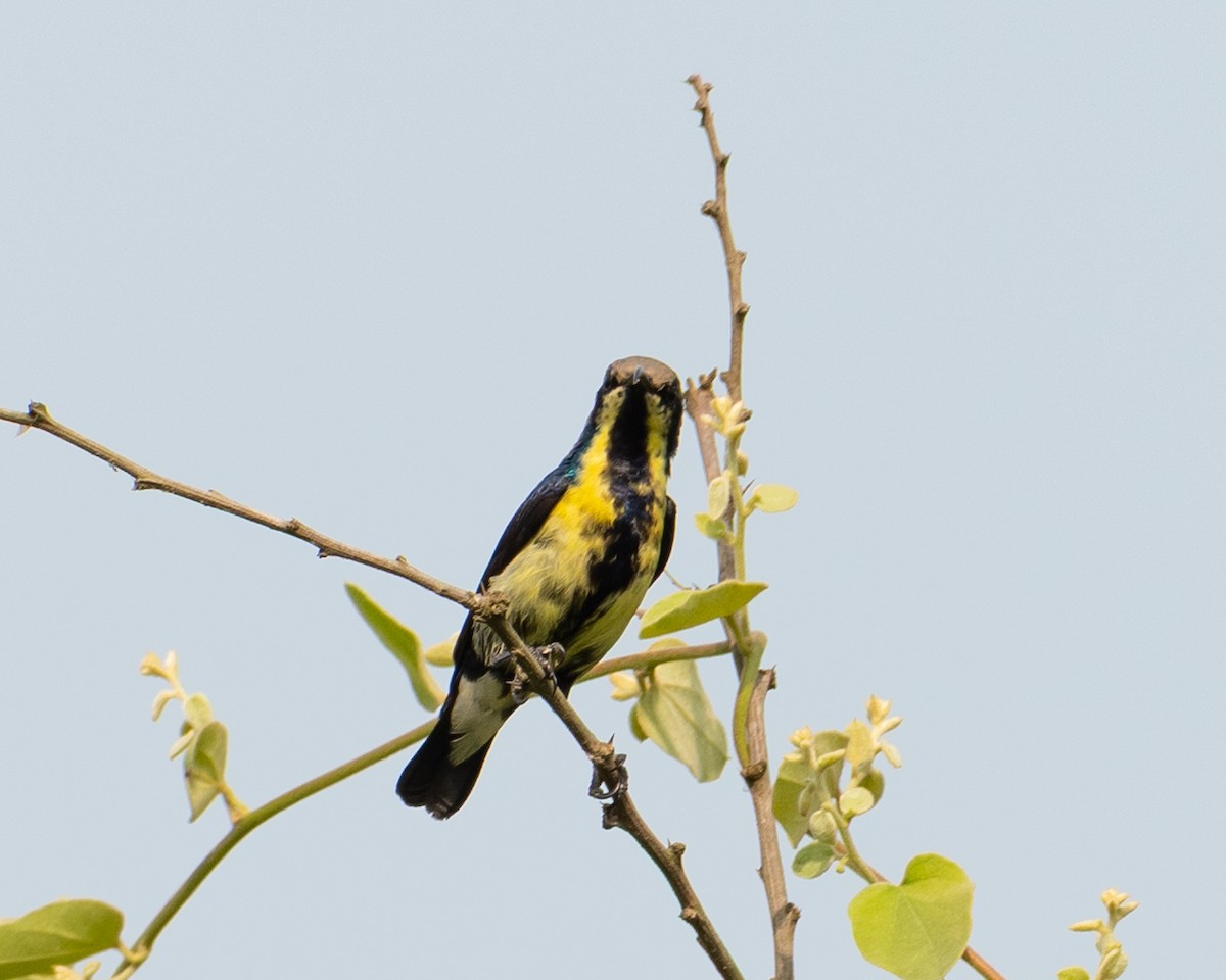 Purple Sunbird - ML644423871