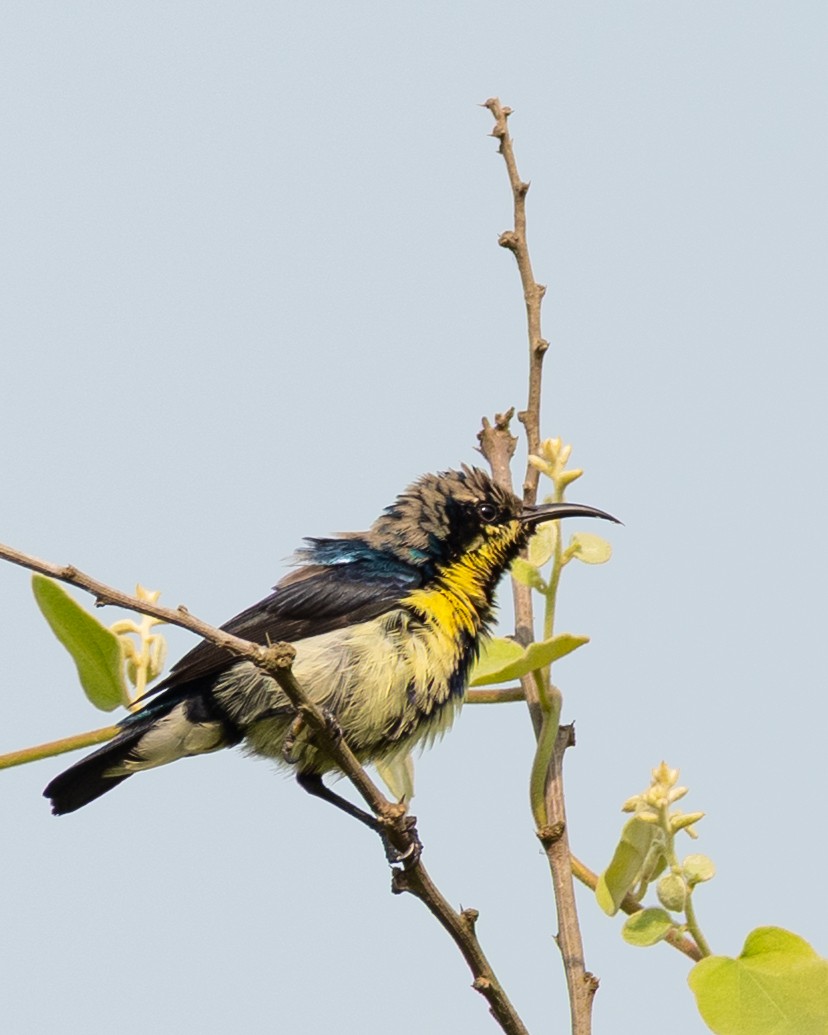 Purple Sunbird - ML644423872