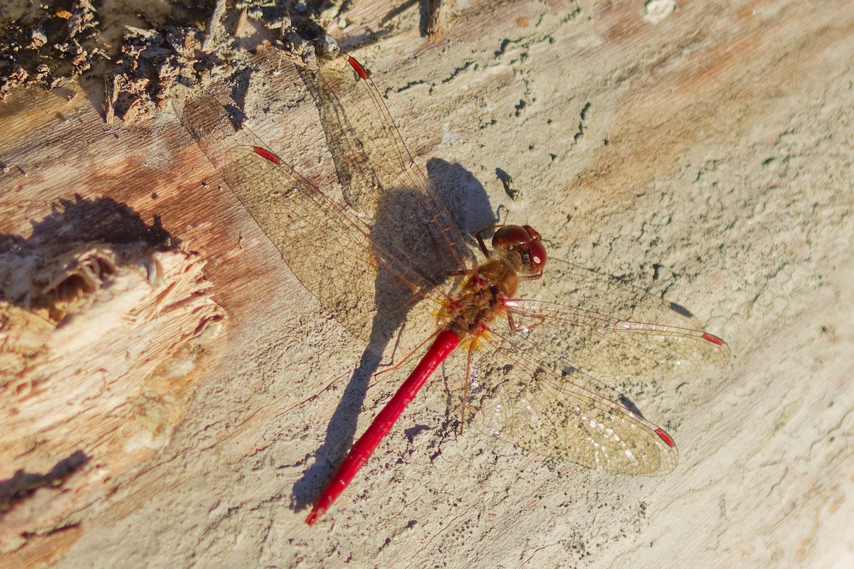 Autumn Meadowhawk - ML644423874