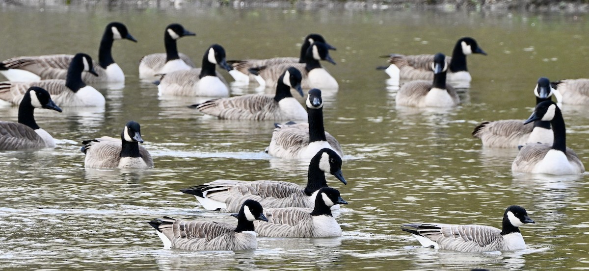 Oca canadese minore - ML644423875