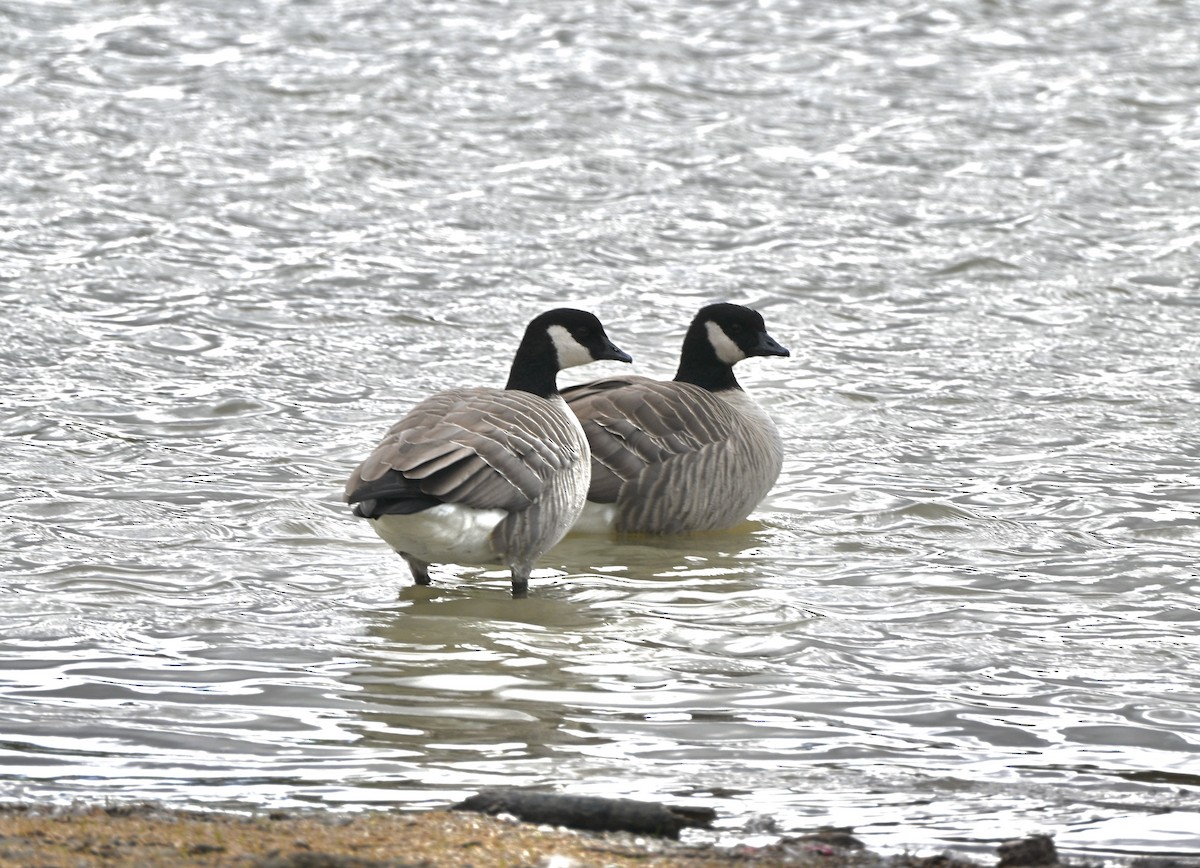 Oca canadese minore - ML644423876