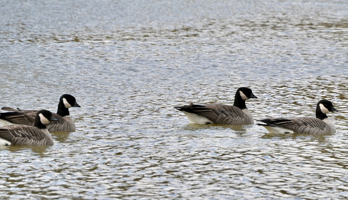 Oca canadese minore - ML644423877